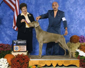 Grand Champion Cody Blue